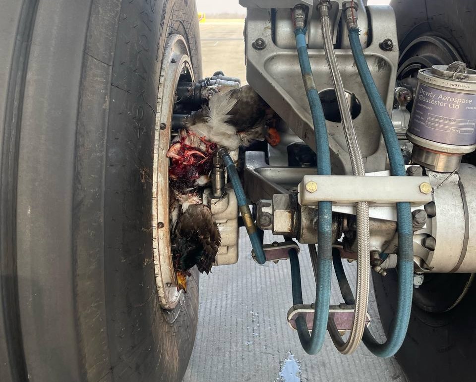 Птицы попали в двигатель самолёта Екатеринбург — Владивосток  | В самолёт Екатеринбург — Владивосток попали птицы 
