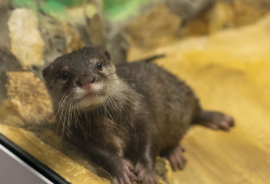 Василёк — новый житель Екатеринбургского зоопарка: шестимесячная азиатская выдра адаптируется к вольеру | В Екатеринбургском зоопарке появился новый самец азиатской выдры Василёк