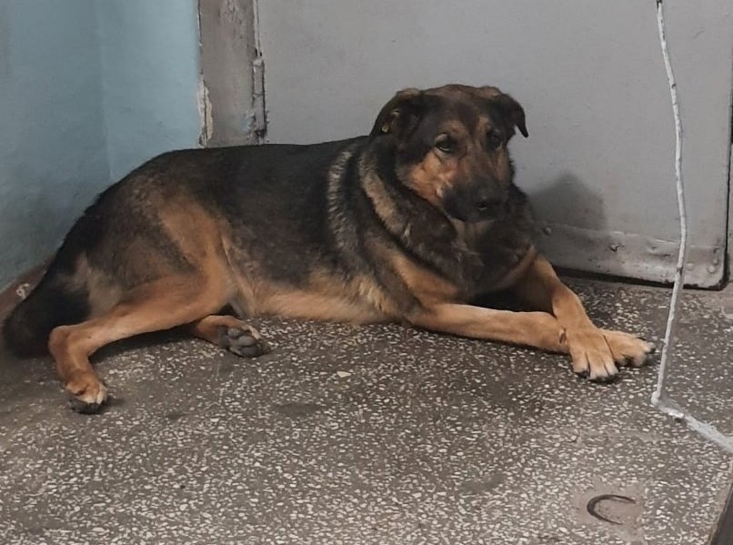 В Тюмени жильцы многогэтажки встали на защиту собаки от службы отлова 