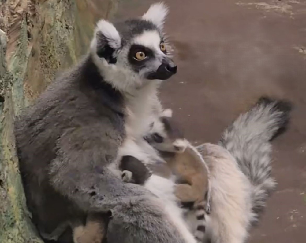 Потомство появилось у пары кошачьих лемуров в Екатеринбургском зоопарке  | В зоопарке Екатеринбурга у пары кошачьих лемуров появилось потомство 