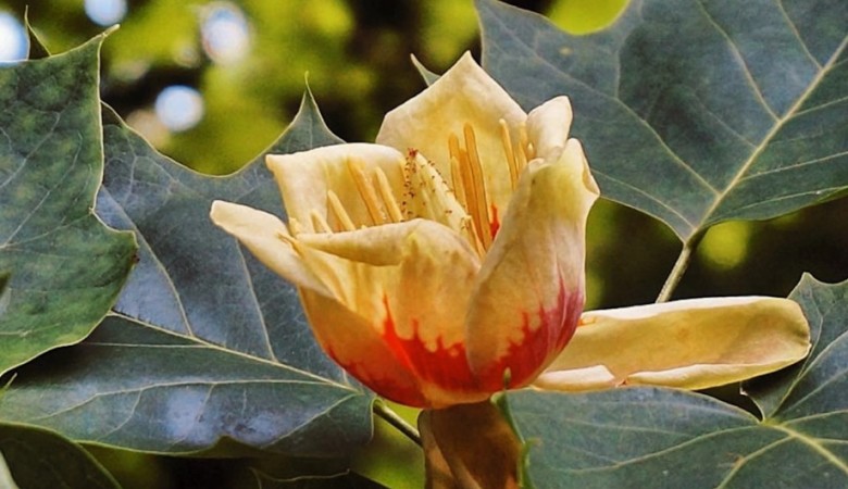 В Екатеринбурге выберут парк для благоустройства на следующий год В Екатеринбурге выберут парк для благоустройства на следующий год