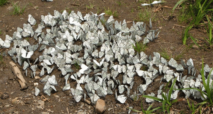 Редкое явление: Нашествие бабочек боярышниц в Челябинской области после 10-летнего перерыва