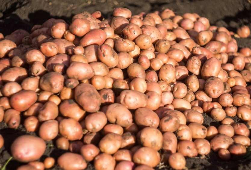 Специалисты обнаружили опасную картошку в Свердловской области