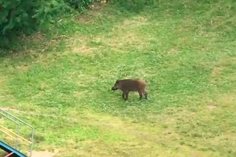 По главным улицам Первоуральска прогулялся кабан