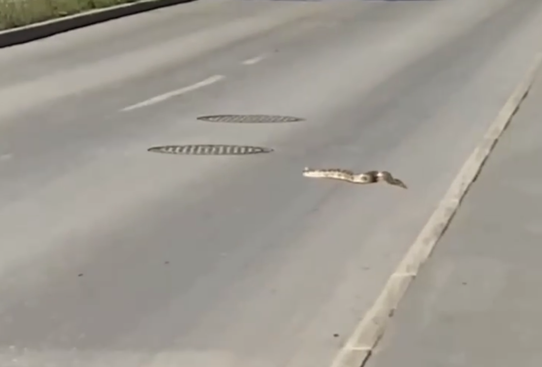 В Екатеринбурге кто-то потерял настоящего питона