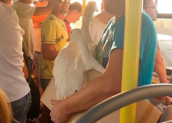 Уральцы в автобусе встретили необычных пассажиров