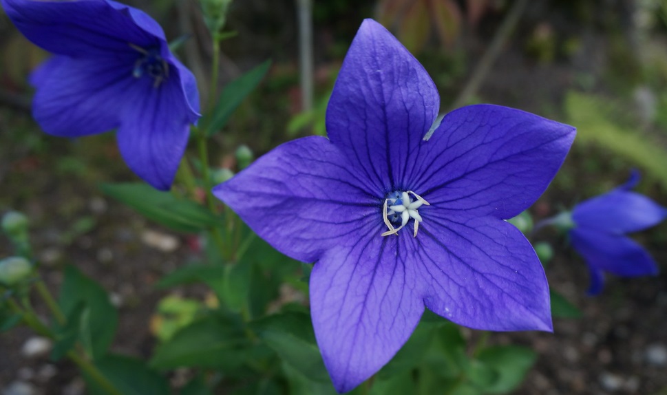 Екатеринбург к 300-летию обновится эффектными цветочными композициями