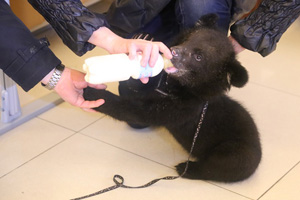 Чудом выжившая маленькая медведица отправилась из Хабаровска в Москву