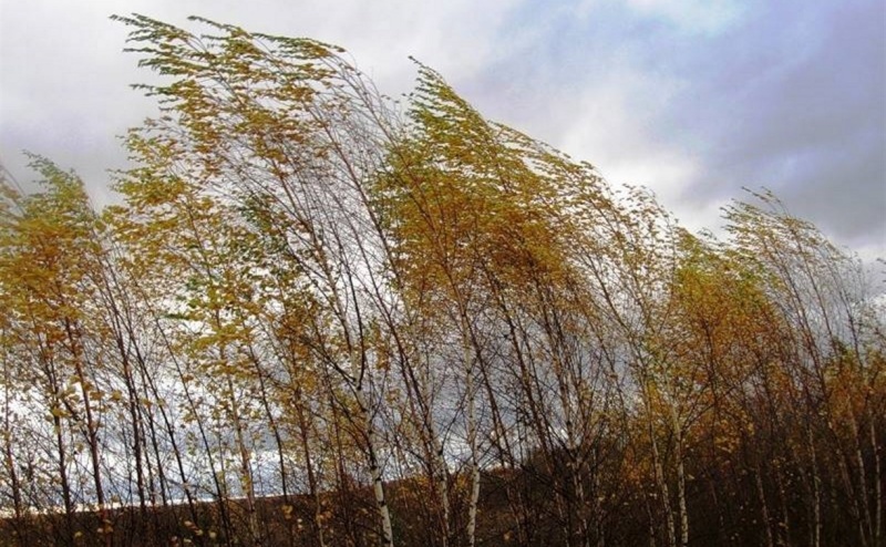 Будьте бдительны: синоптики прогнозируют усиление ветра 18 сентября