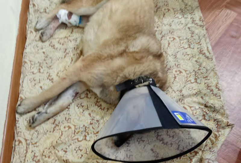 Волонтеры Свердловской области спасли дворнягу Питти от ампутации лапы | Волонтеры спасли дворнягу Питти от ампутации: история из Свердловской области