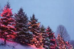 «Не руби сук…» Пермяков предупредили об ответственности за незаконную вырубку елей