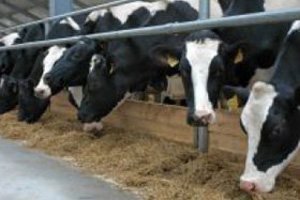 В Тюменской области скотник украл с работы батареи В Тюменской области скотник украл с работы батареи