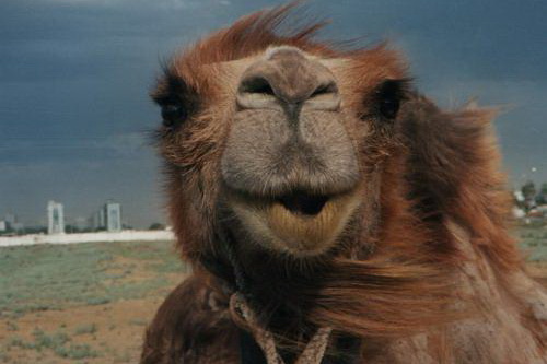 Бедные животные. В Перми сгорели верблюд и лошади