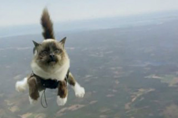 Коты на парашютах - гении рекламы Коты на парашютах - гении рекламы