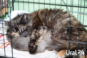 В Первоуральске восемьдесят собак могут остаться на улице