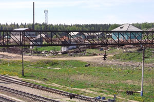 В тайге под Шалей лесорубы незаконно валили деревья, их уже штрафовали на приличную сумму и – не в первый раз