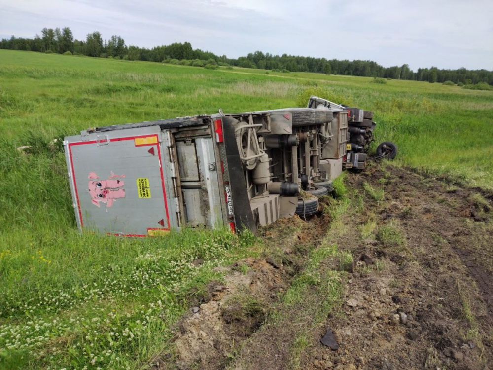На трассе Тюмень — Омск фура со свиньями выехала в кювет и опрокинулась  | На тюменской трассе разбилась фура со свиньями 