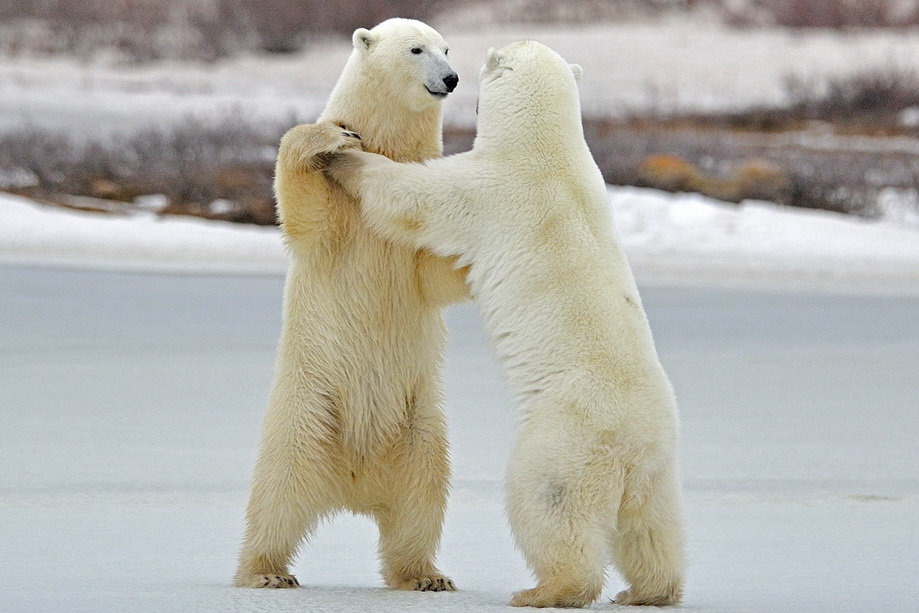 Круговая оборона. Чукотка готовится к нашествию белых медведей