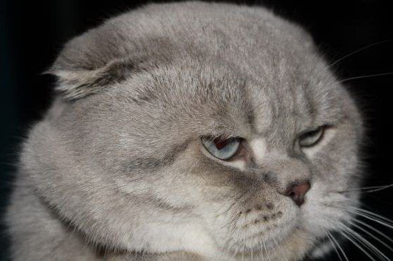 Мурманская школьница получила от Путина котенка