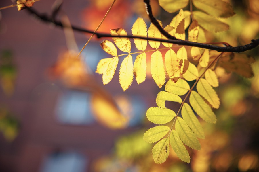 В Екатеринбурге площадь охраняемых природных территорий увеличат на 62,4 гектара | Площадь охраняемых природных территорий увеличится в Екатеринбурге В Екатеринбурге площадь охраняемых природных территорий увеличат на 62,4 гектара | Площадь охраняемых природных территорий увеличится в Екатеринбурге