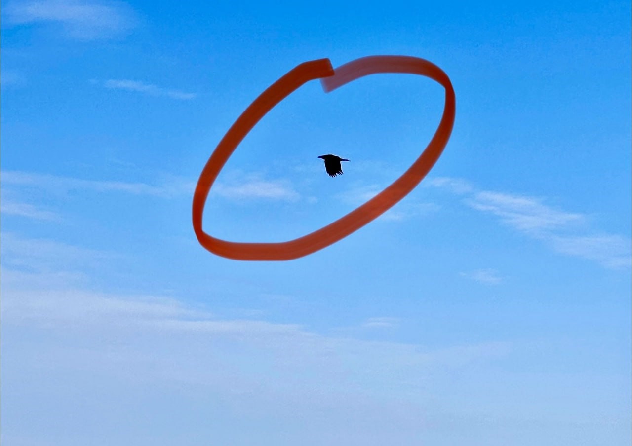 В Челябинской области ворона украла улов рыбаков 