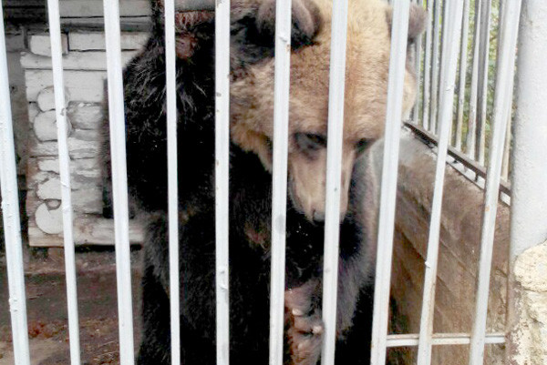 Спасите медведицу, иначе застрелят! В Прикамье отдадут в хорошие руки животное