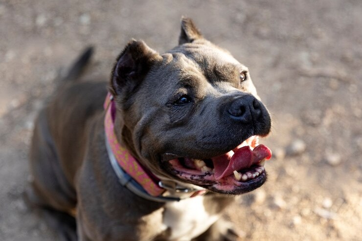 В столице Урала бездомные псы напали на девушку | В Екатеринбурге бродячие собаки покусали девушку В столице Урала бездомные псы напали на девушку | В Екатеринбурге бродячие собаки покусали девушку