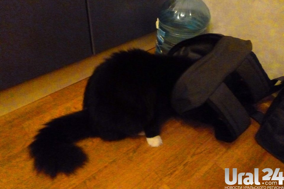 На северо-западе Москвы объявлен карантин по бешенству