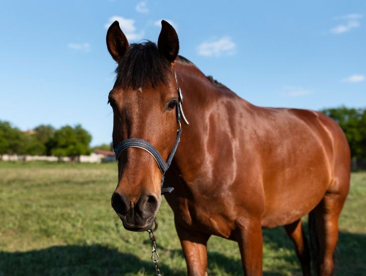 Мэрия Екатеринбурга собирается купить семерых лошадей  | Власти Екатеринбурга купят семь лошадей для спортшколы 