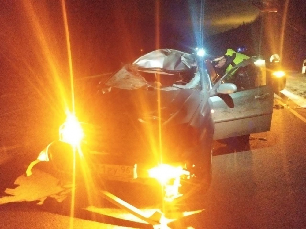 На трассе под Екатеринбургом задавили парнокопытного нарушителя  | На Урале автомобилист насмерть сбил лося 