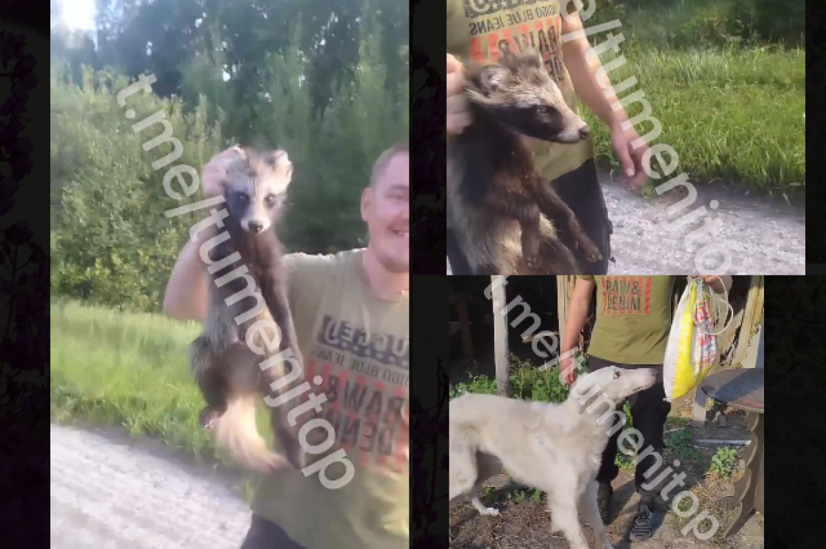 Молодые люди в Тюменской области поймали енота и до смерти забили его