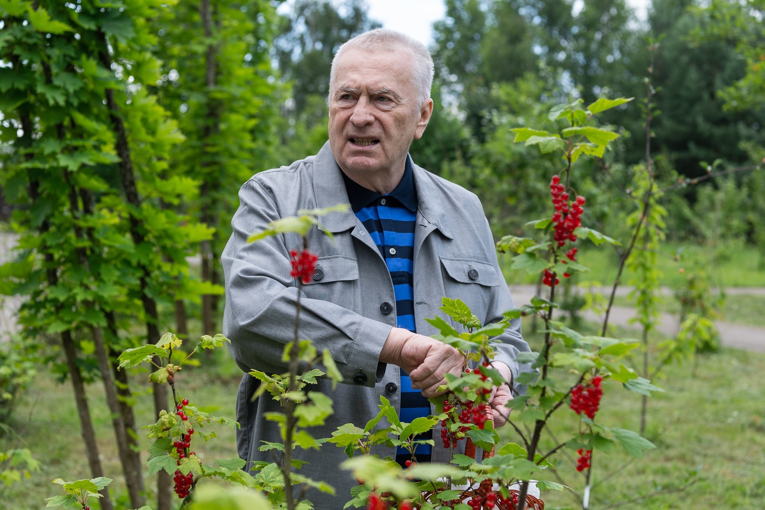 Партия ЛДПР представила нейросеть "Жириновский"