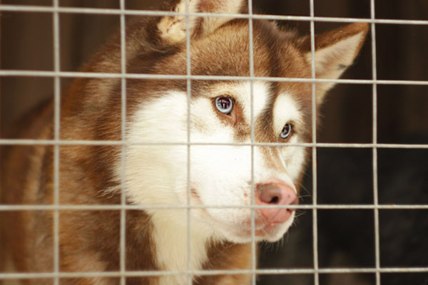 Животные в опасности: собаки голодают и живут в антисанитарии под Нижним Тагилом | Зоозащитники обнаружили до 70 собак в антисанитарных условиях под Нижним Тагилом