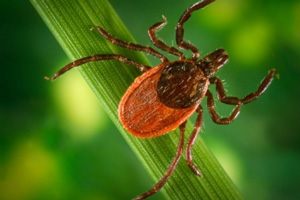 На территории Свердловской области растет количество пострадавших от укусов клещей