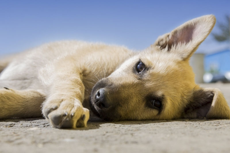 В Тюменской области хозяин повесил щенка | В деревне под Тюменью хозяин повесил собаку В Тюменской области хозяин повесил щенка | В деревне под Тюменью хозяин повесил собаку