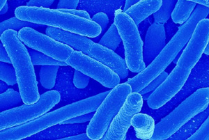 В курганском кафе нашли кишечную палочку