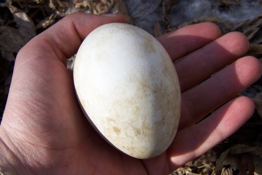 Губернатор Курганской области схватился за яйца