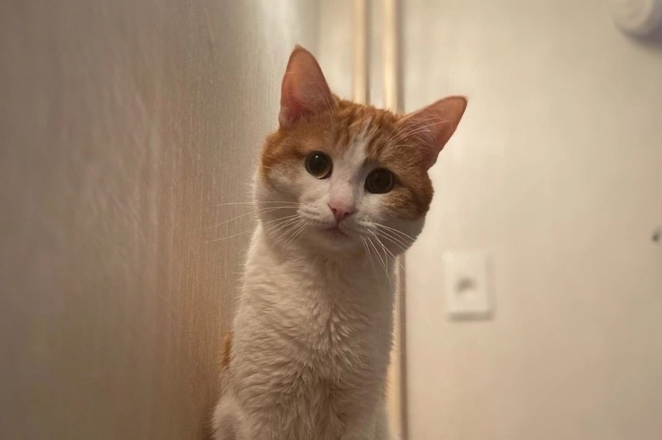 Стали известны результаты расследования РЖД трагической гибели кота Твикса