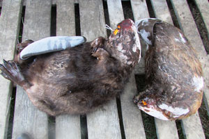 Ханты-Мансийские полицейские изъяли две туши бобра