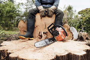 В Пермском крае раскрыта рубка леса в особо крупном размере