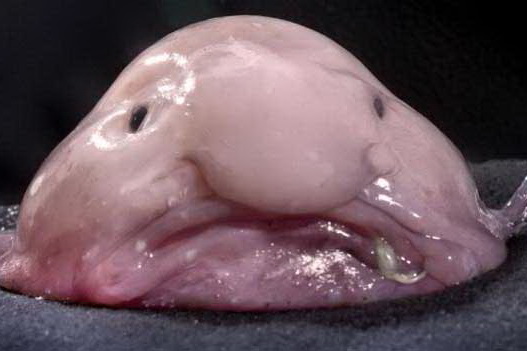 Рыба-капля возглавила рейтинг самых уродливых животных