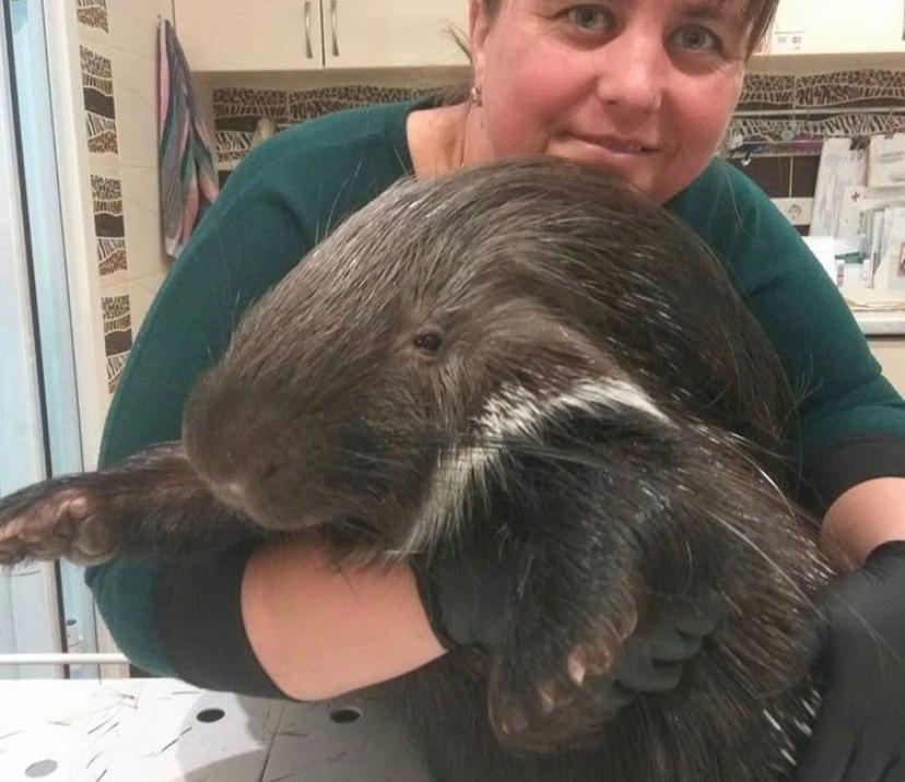 В Екатеринбурге спасают дикобраза, который наелся забора в контактном зоопарке В Екатеринбурге спасают дикобраза, который наелся забора в контактном зоопарке