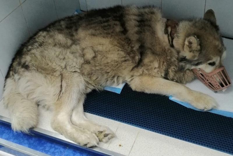 В Екатеринбурге массово травят собак: найдено более 30 опасных мест | В Екатеринбурге владельцы собак заявили о всплеске отравления животных