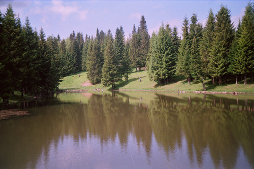 В Пермском крае вырубили лес и чуть не «срубили бабло». Вовремя остановили