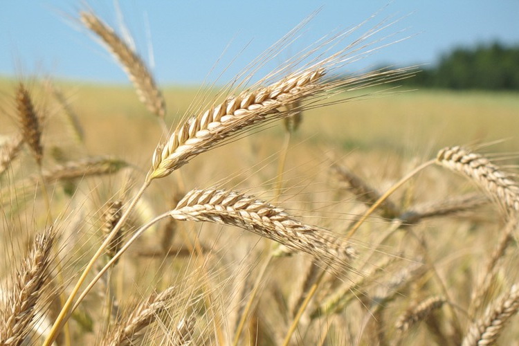 Медведев: важно поддержать отечественного производителя Медведев: важно поддержать отечественного производителя