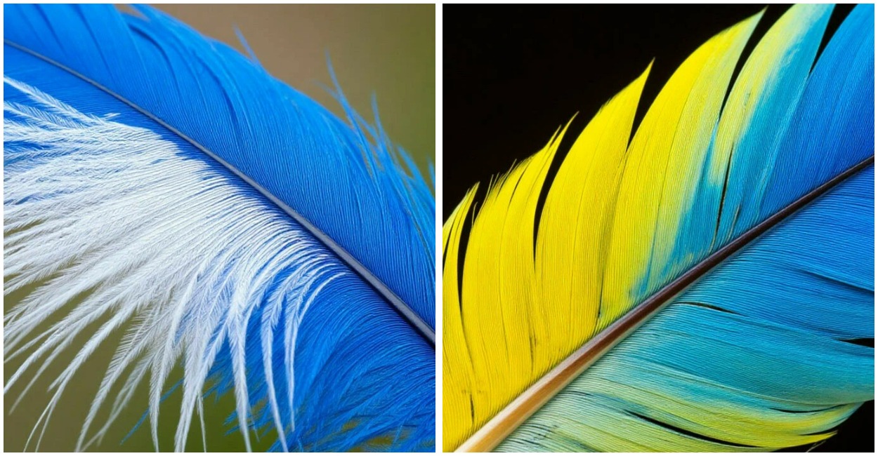 Выберите 1 перо — ответ покажет ваш взгляд на жизнь: психологический тест поможет лучше узнать себя