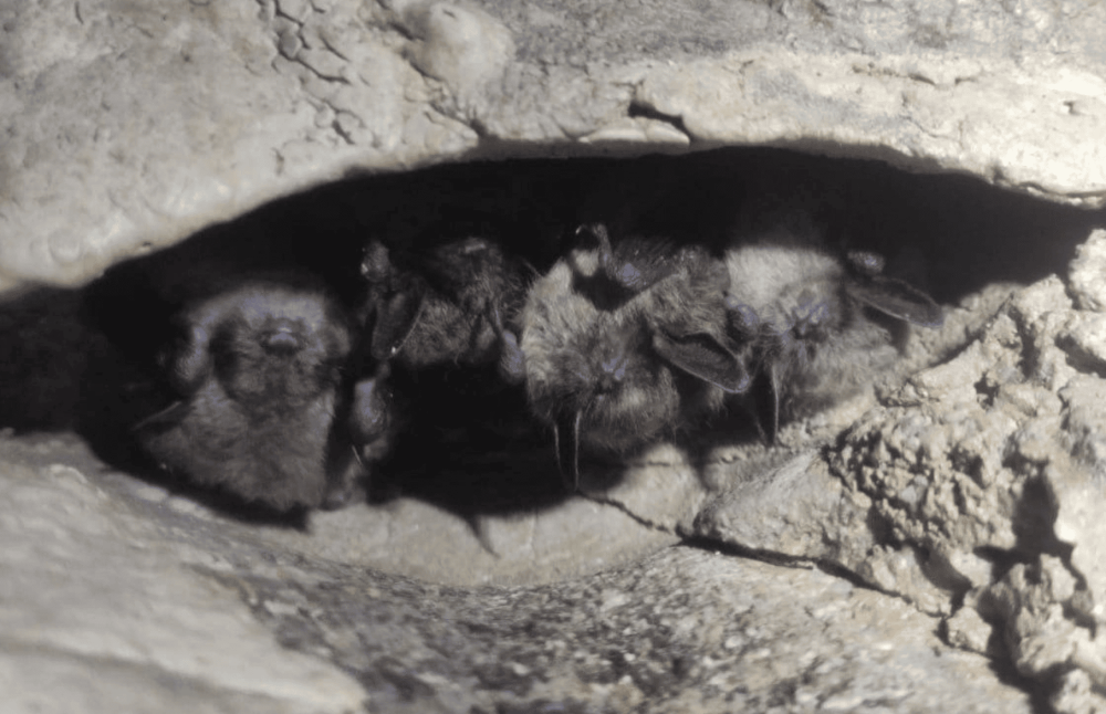 Учёные УрО РАН обнаружили редких ночниц и кожанков в Свердловской области — как теперь их защищают | В Свердловской области нашли крупнейшую колонию краснокнижных ночниц Брандта