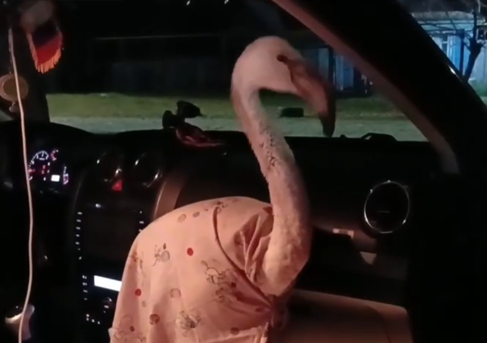 Розового фламинго везут домой с реабилитации после ранения в свердловском лесу  | Раненого в лесу на Урале фламинго везут домой 