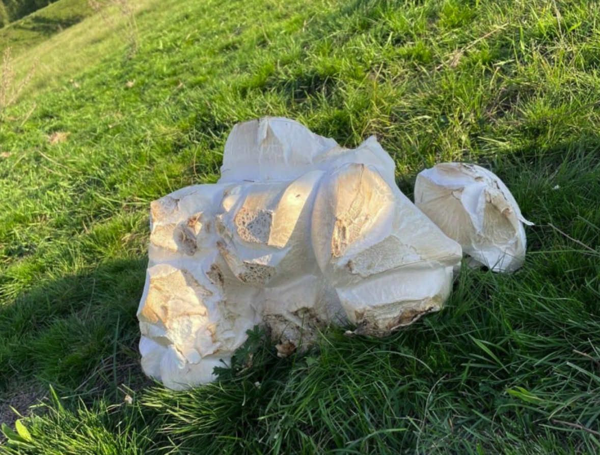 На Урале обнаружили огромный шампиньон На Урале обнаружили огромный шампиньон