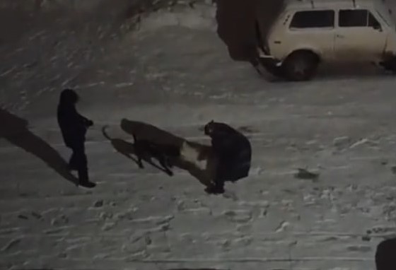 Владелец питбультерьера науськивает его на чужих собак 